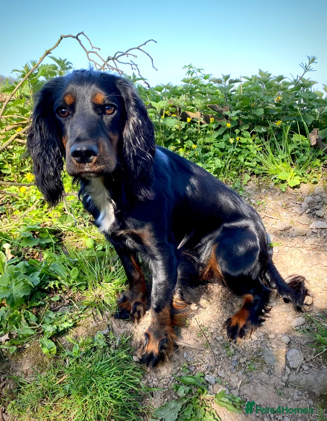 Cocker Spaniel dogs for sale: A beautiful litter of health tested, KC Reg cocker in Barnstaple - Advert 1