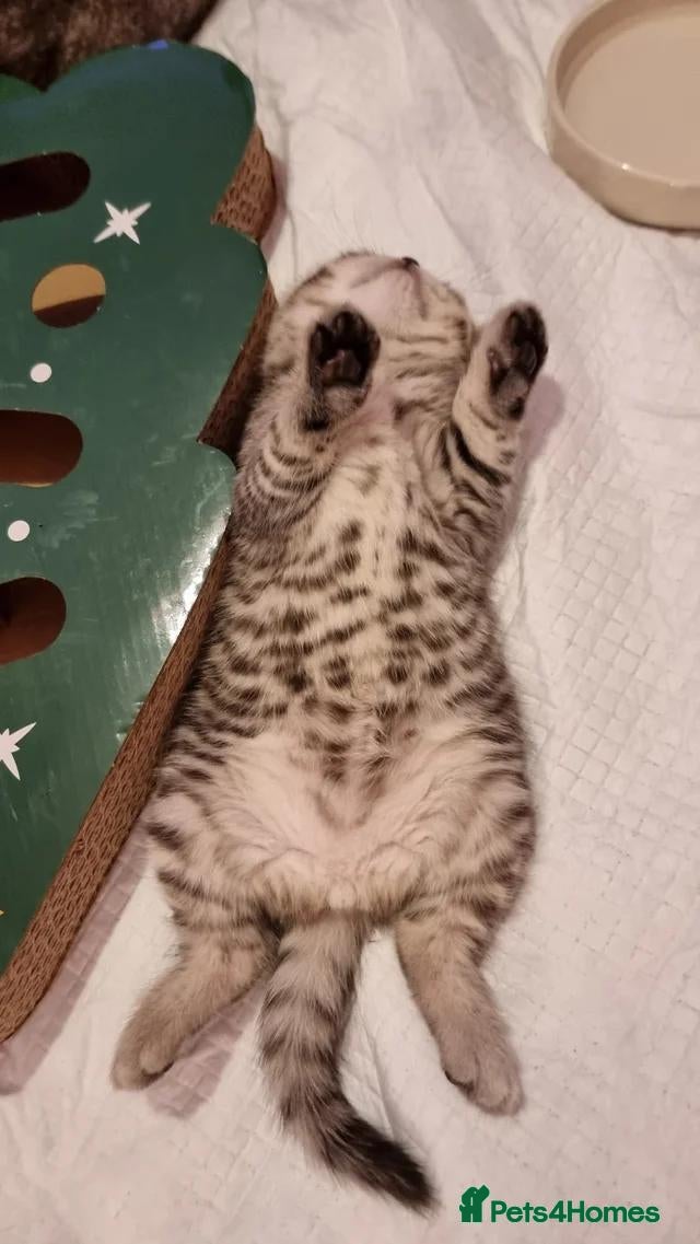 British Shorthair cats 💕🐾 Adorable Silver Tabby kittens for sale 🐾💕 - Advert 3