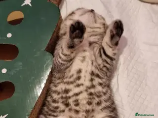 British Shorthair cats 💕🐾 Adorable Silver Tabby kittens for sale 🐾💕 - Advert 3