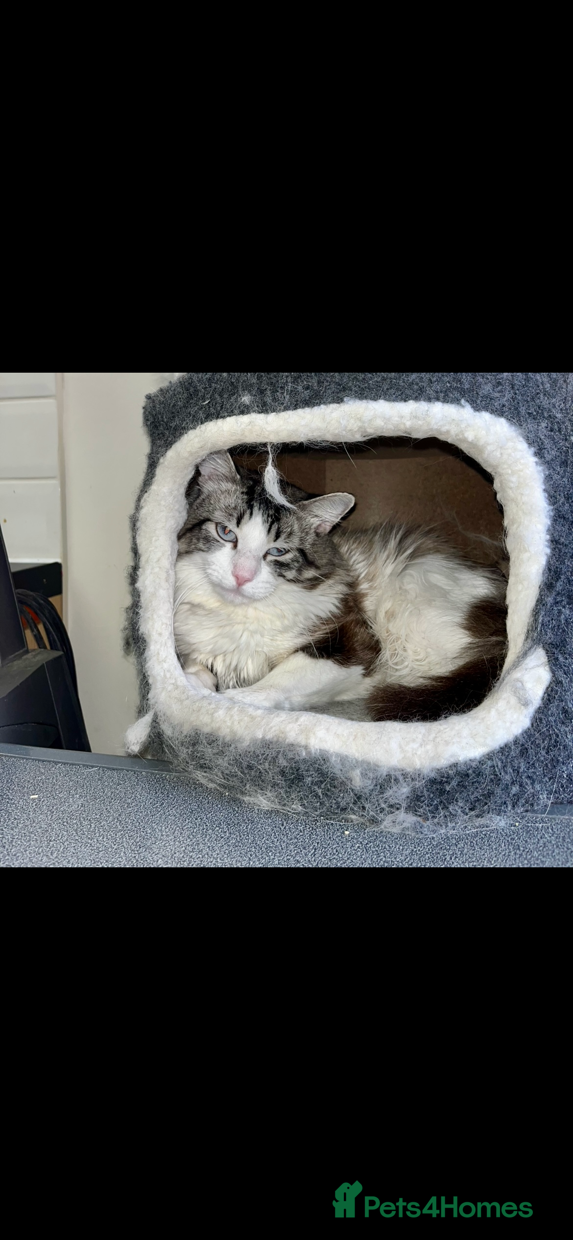 Ragdoll cats Special home needed for my boy  - Advert 11