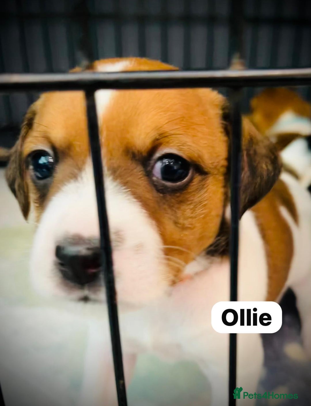 Jack Russell dogs for sale: Beautiful Jack Russell Puppies - Image 4