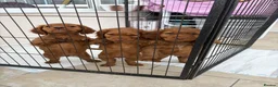 Cocker Spaniel dogs for sale: Working cocker spaniels  - Advert 4