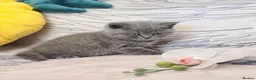 British Shorthair cats for sale: Full vaccination&Register GCCF BSH kittens 💝💙 - Advert 4