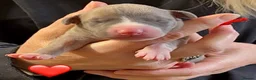 Whippet dogs for sale: Exceptional KC BITCH Whippet puppy  - Advert 12