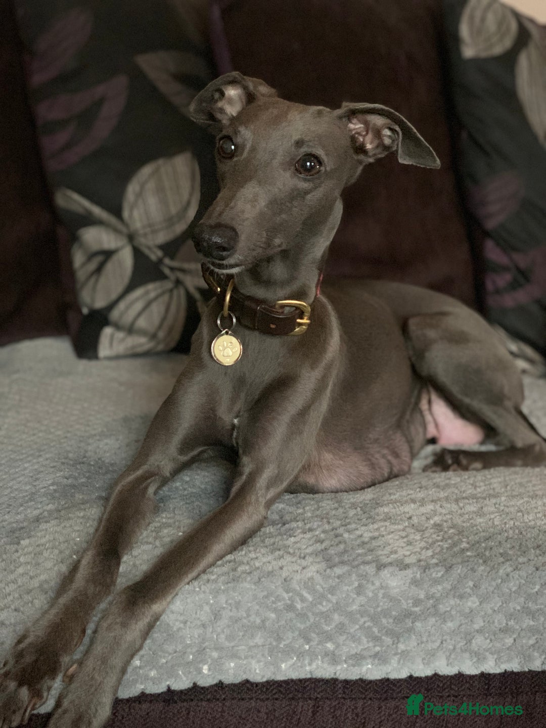 Whippet dogs for sale: Blue Kennel Club Registered Whippet puppies  - Advert 1