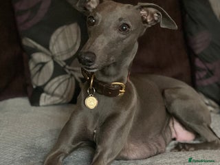 Whippet dogs Blue Kennel Club Registered Whippet puppies - Advert 6