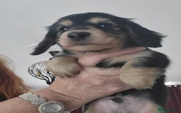 Miniature Dachshund dogs for sale: KC Black and Cream  long haired  - Image 16