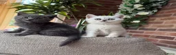 Scottish Fold cats for sale: Last two girls ❤️Lovely scotish kittens💕💕💕 - Advert 24