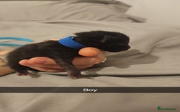 Mixed Breed cats for sale: Calico kittens  - Image 13