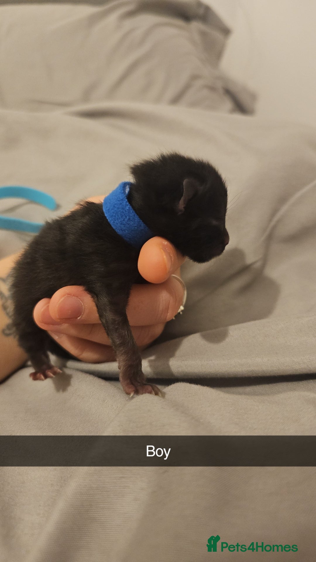 Mixed Breed cats for sale: Calico kittens  - Image 13