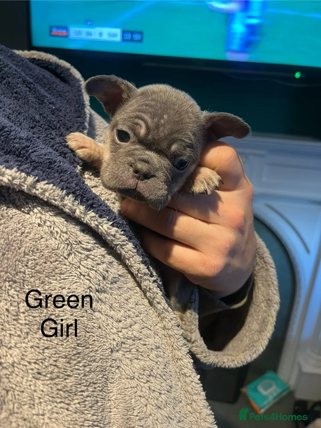 French Bulldog dogs for sale: DWKC Registered French Bulldog puppies for sale - Advert 40