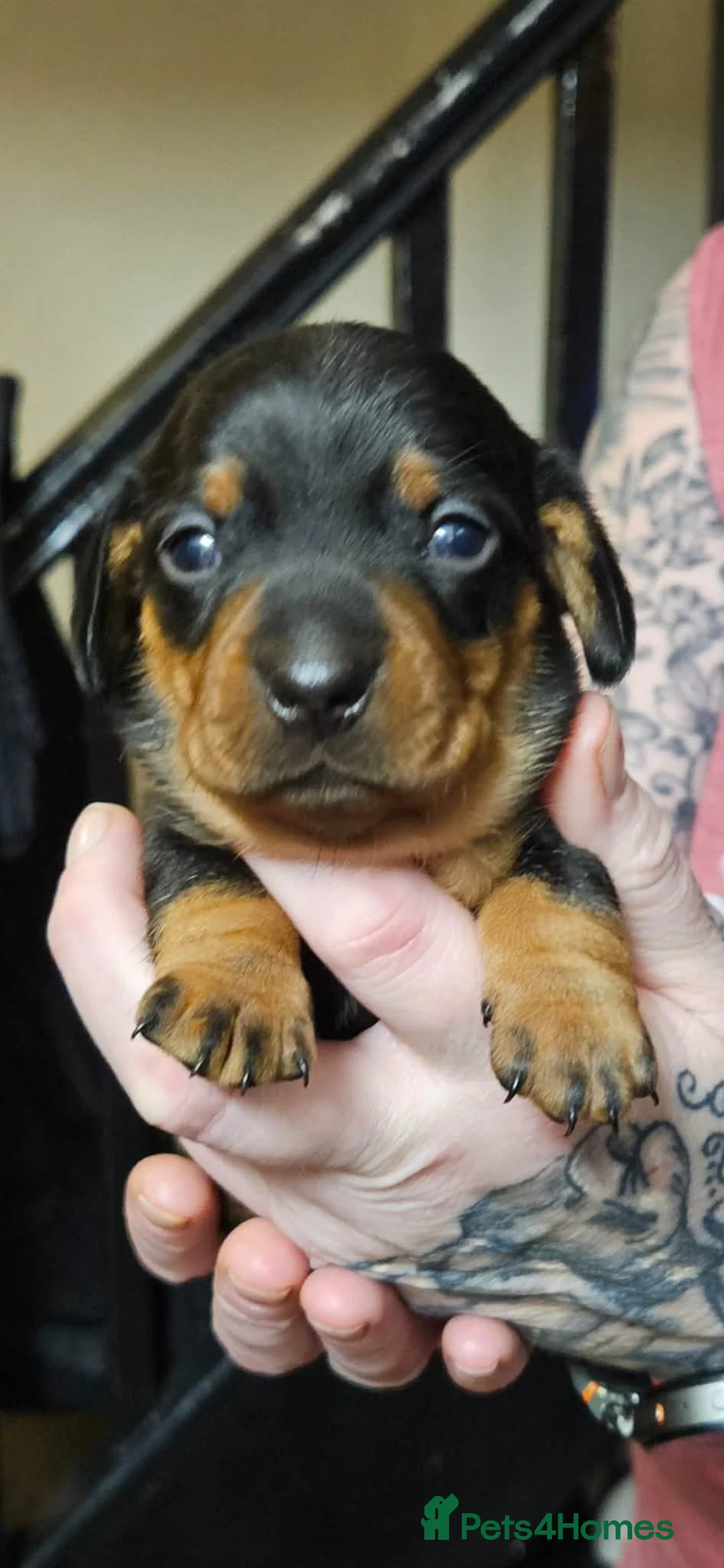 Dachshund dogs for sale: Miniature Dachshunds in Wigan - Advert 5