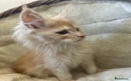 Maine Coon cats for sale: Stunning Mainecoon kittens  - Image 7