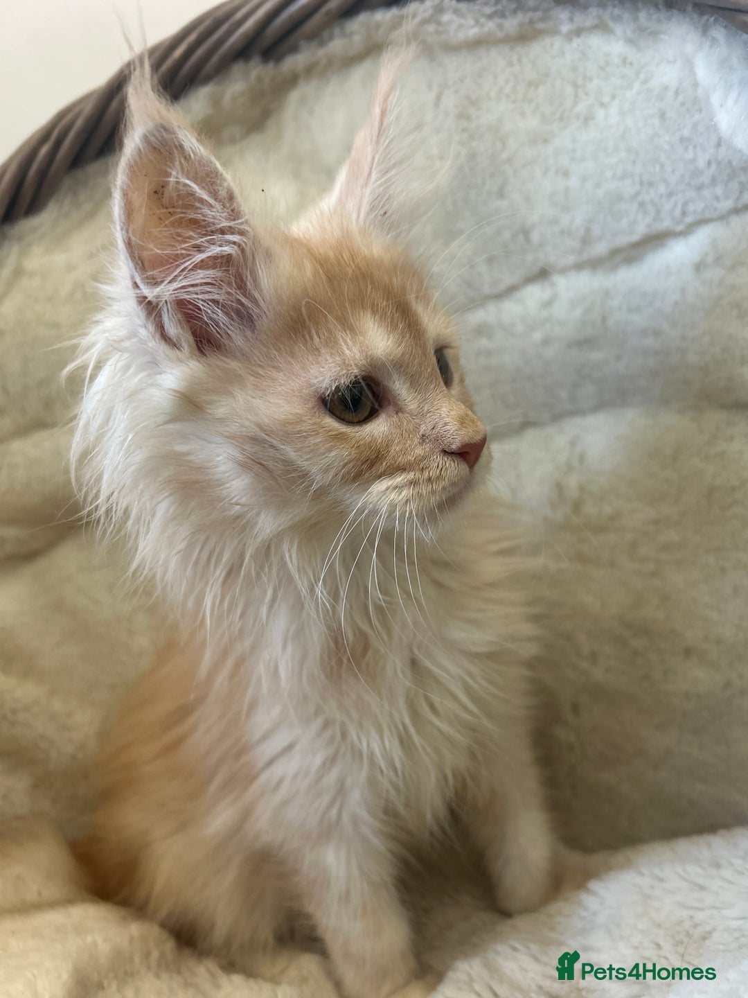 Maine Coon cats for sale: Stunning Mainecoon kittens  - Image 7