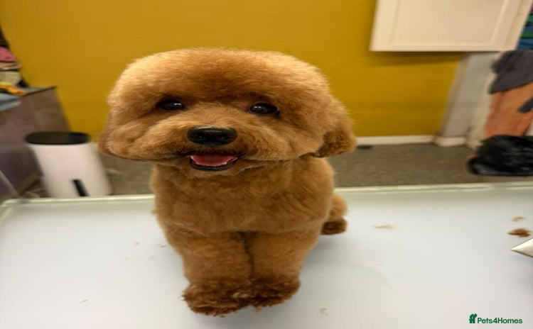 Toy Poodle dogs - Advert 8
