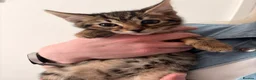 Bengal cats for sale: Bengal kittens  - Advert 9