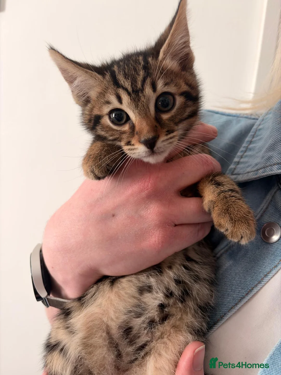 Bengal cats for sale: Bengal kittens  - Advert 7