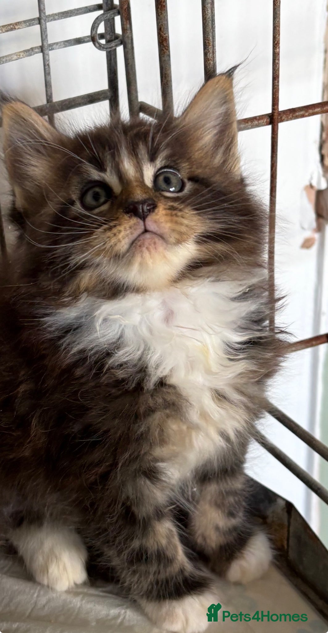 Maine Coon cats Stunning pedigree long coated Mainecoons  - Advert 4