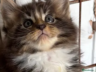 Maine Coon cats Stunning pedigree long coated Mainecoons - Advert 4