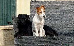 Patterdale Terrier dogs for sale: Patterdale terrier rehoming - Image 5