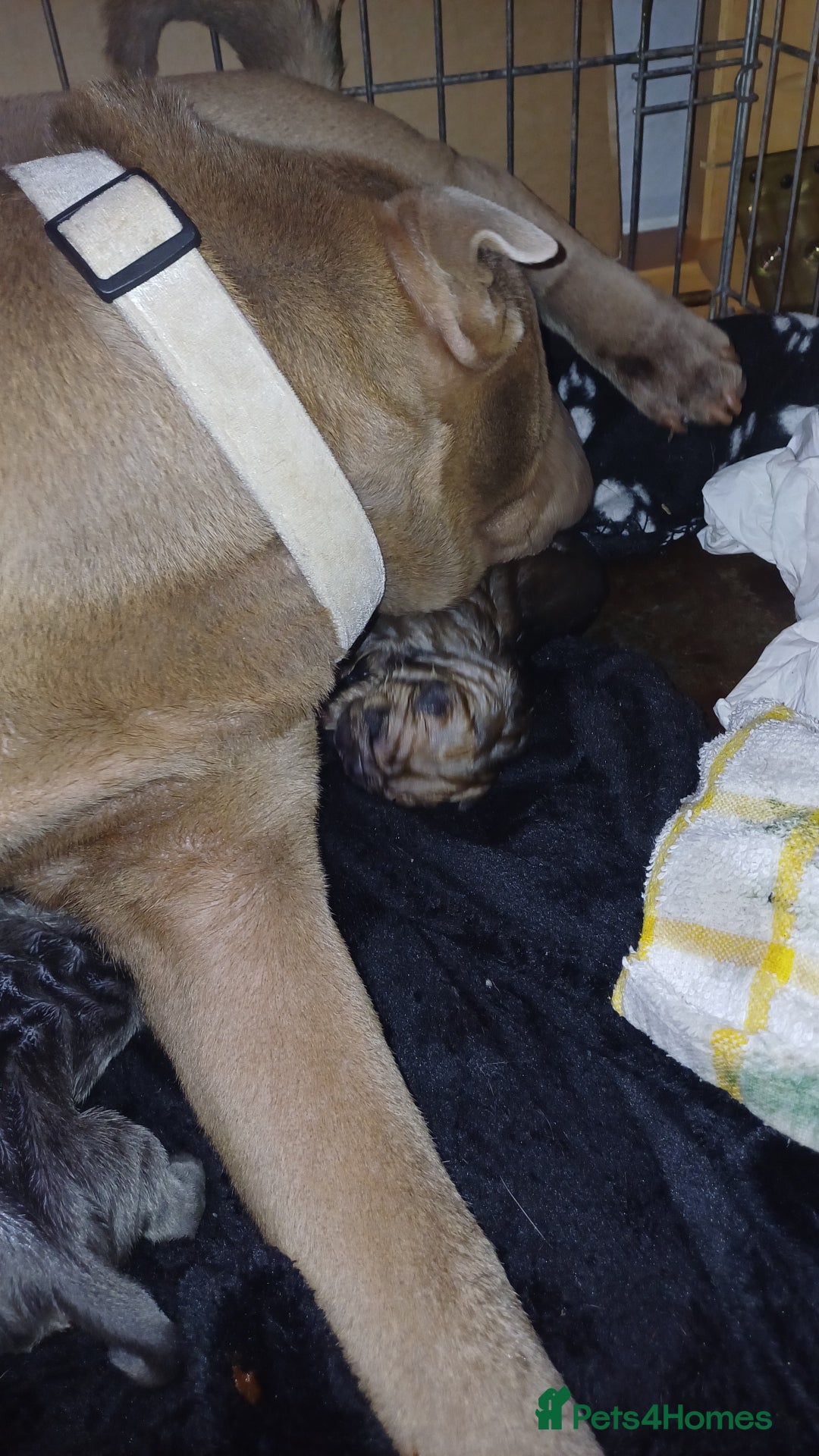 Shar Pei dogs for sale: Beautiful shar-pai pups  - Advert 3