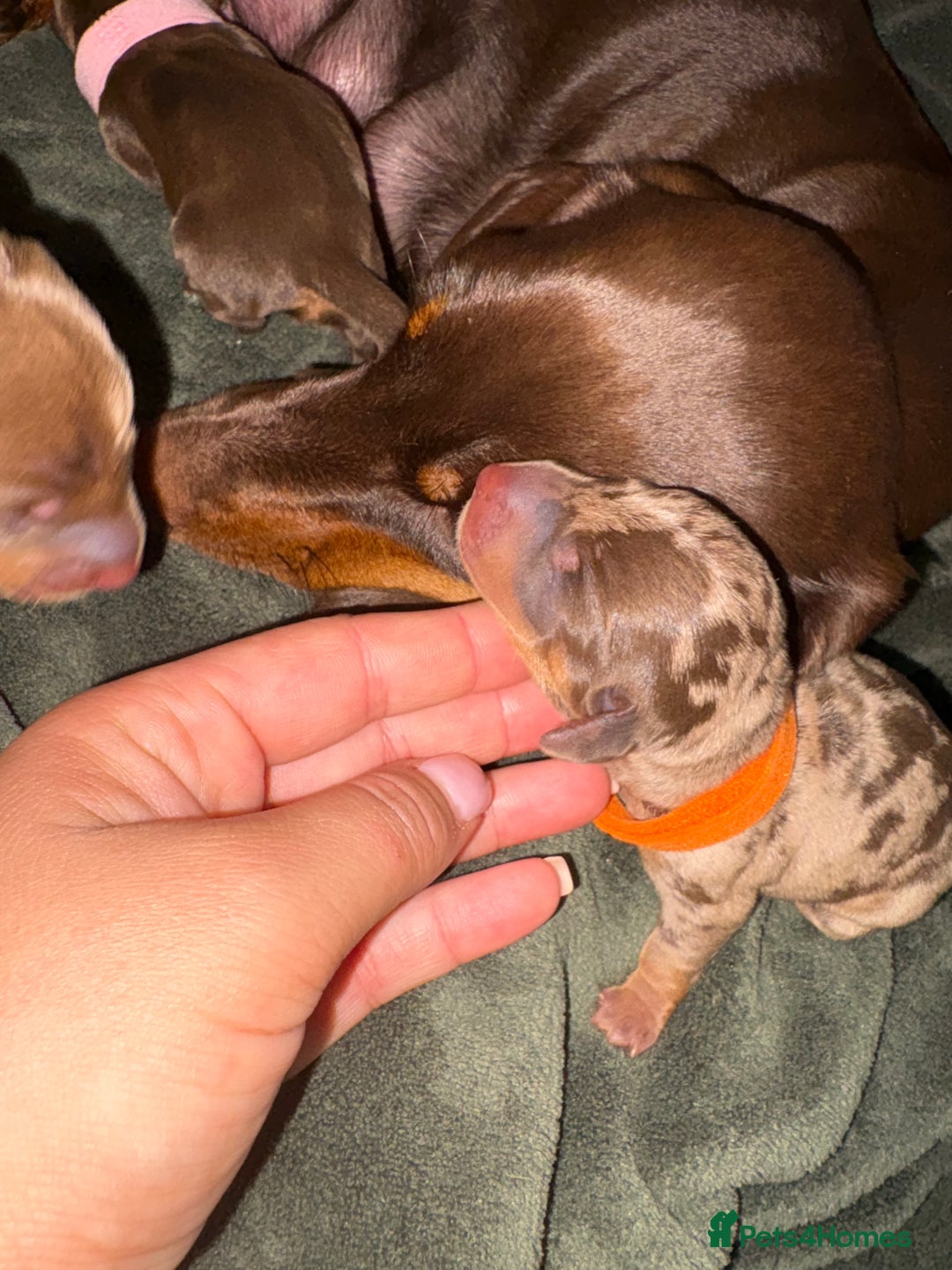 Miniature Dachshund dogs for sale: Miniature dachshund pups for sale 2 boys 1 girl  - Image 8