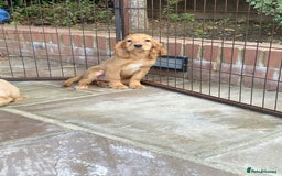 Cocker Spaniel dogs for sale: Gorgeous Adorable Golden Type Cocker  Spaniel  - Image 8