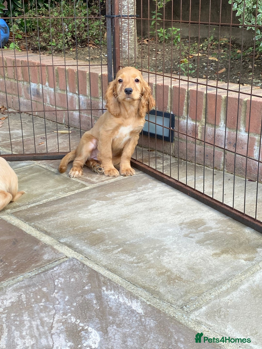Cocker Spaniel dogs for sale: Gorgeous Adorable Golden Type Cocker  Spaniel  - Image 8