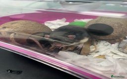 Rat rodents for sale: Two Male Rats - Image 4