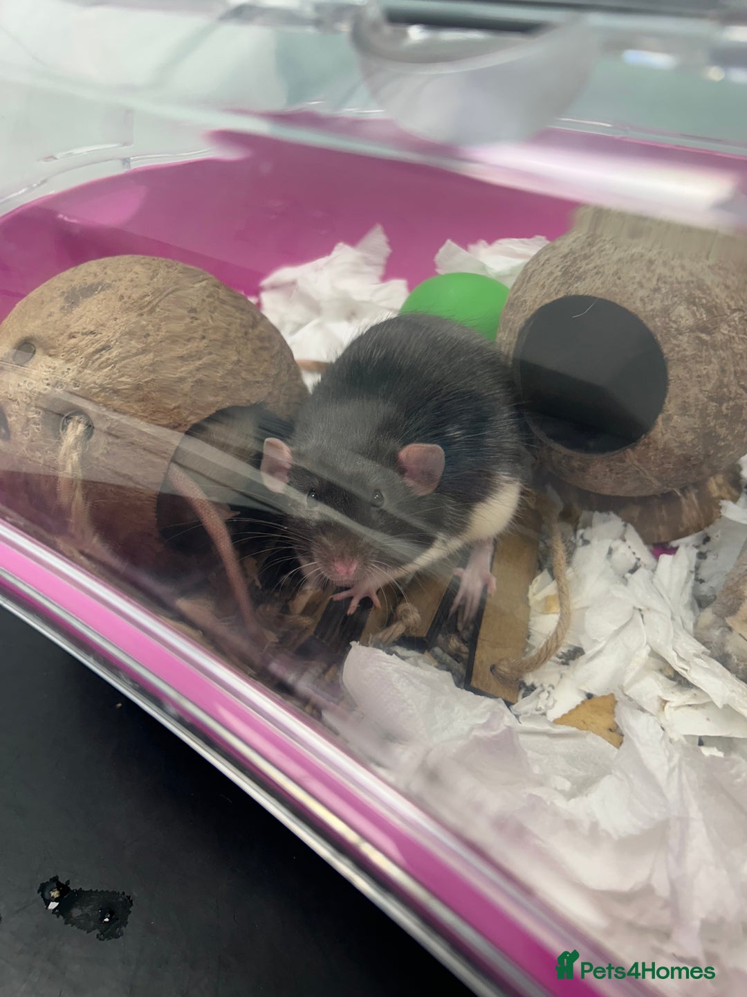 Rat rodents for sale: Two Male Rats - Image 4