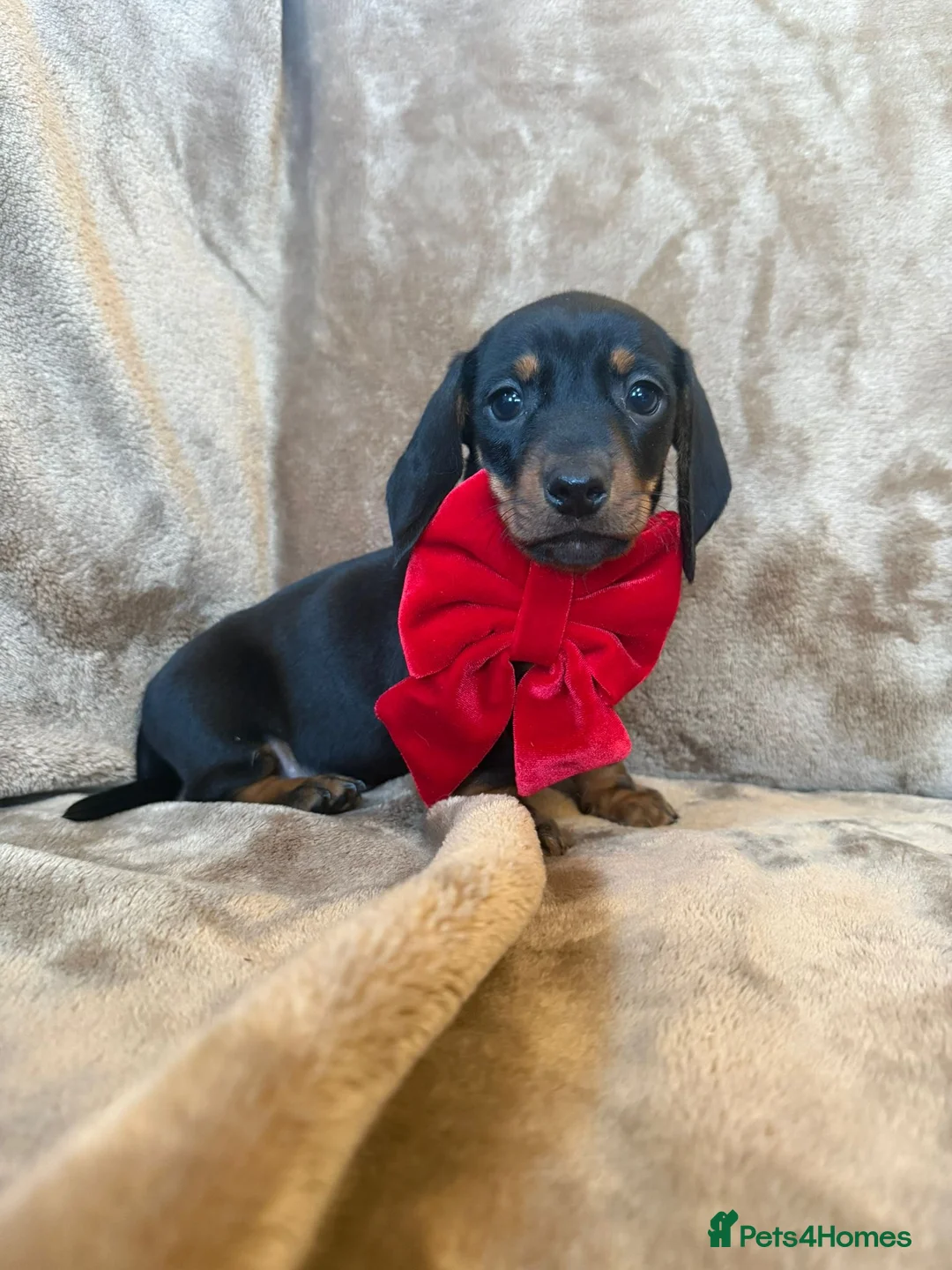 Miniature Dachshund dogs for sale: KC Reg TINY Miniatures from Kaninchen parents  - Advert 27