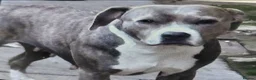 Staffordshire Bull Terrier dogs for sale: Blue staffy  in Clydebank - Advert 2