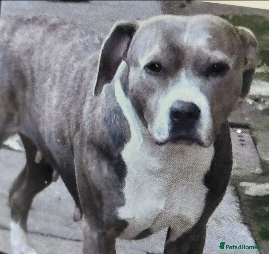 Staffordshire Bull Terrier dogs for sale: Blue staffy  in Clydebank - Advert 2