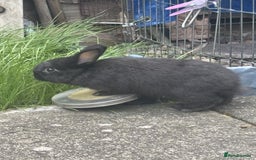 Mini Lop rabbits for sale: 6 weeks old netherland dwarf / mini lop mix - Image 3