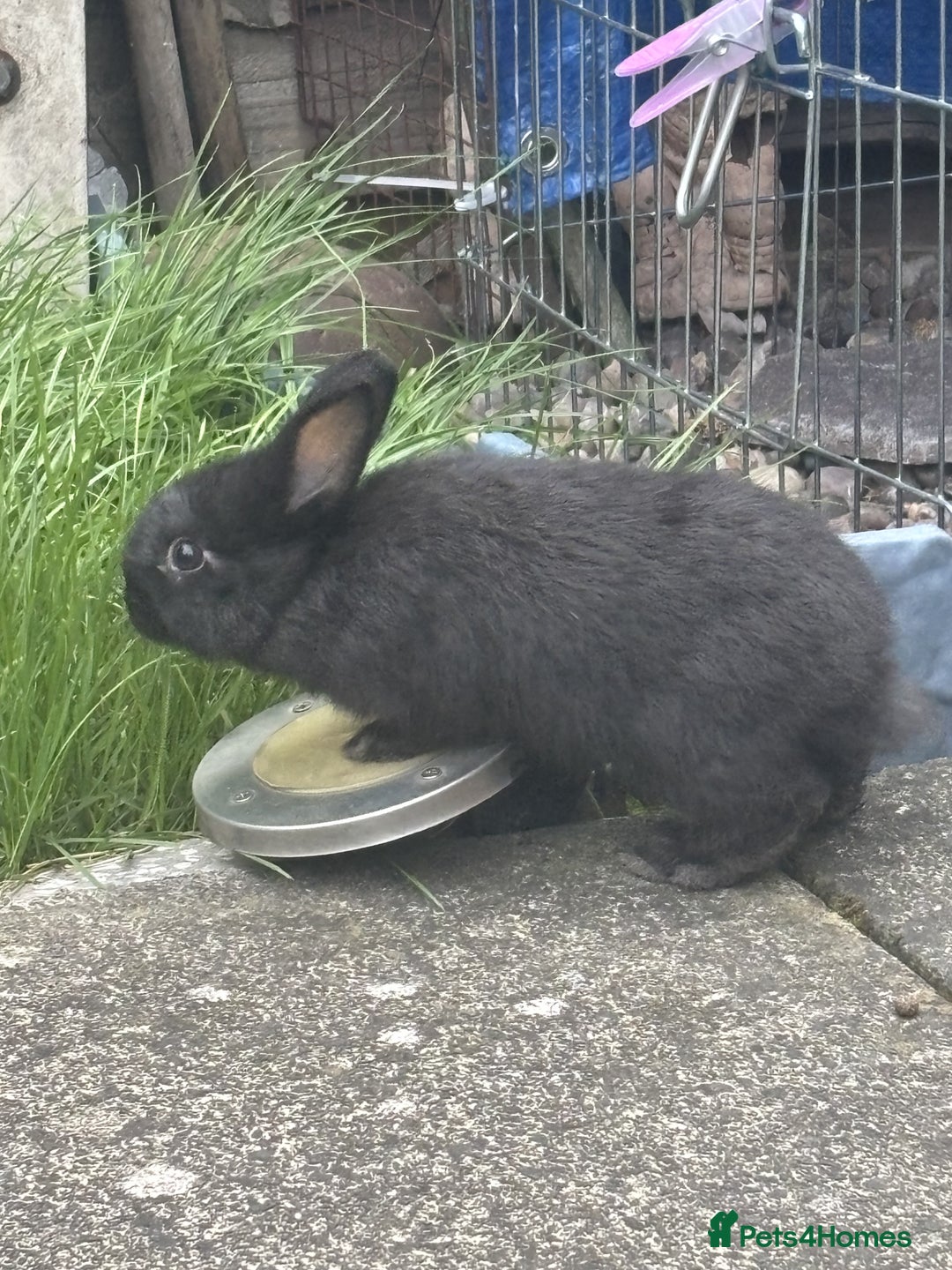 Mini Lop rabbits for sale: 6 weeks old netherland dwarf / mini lop mix - Image 3