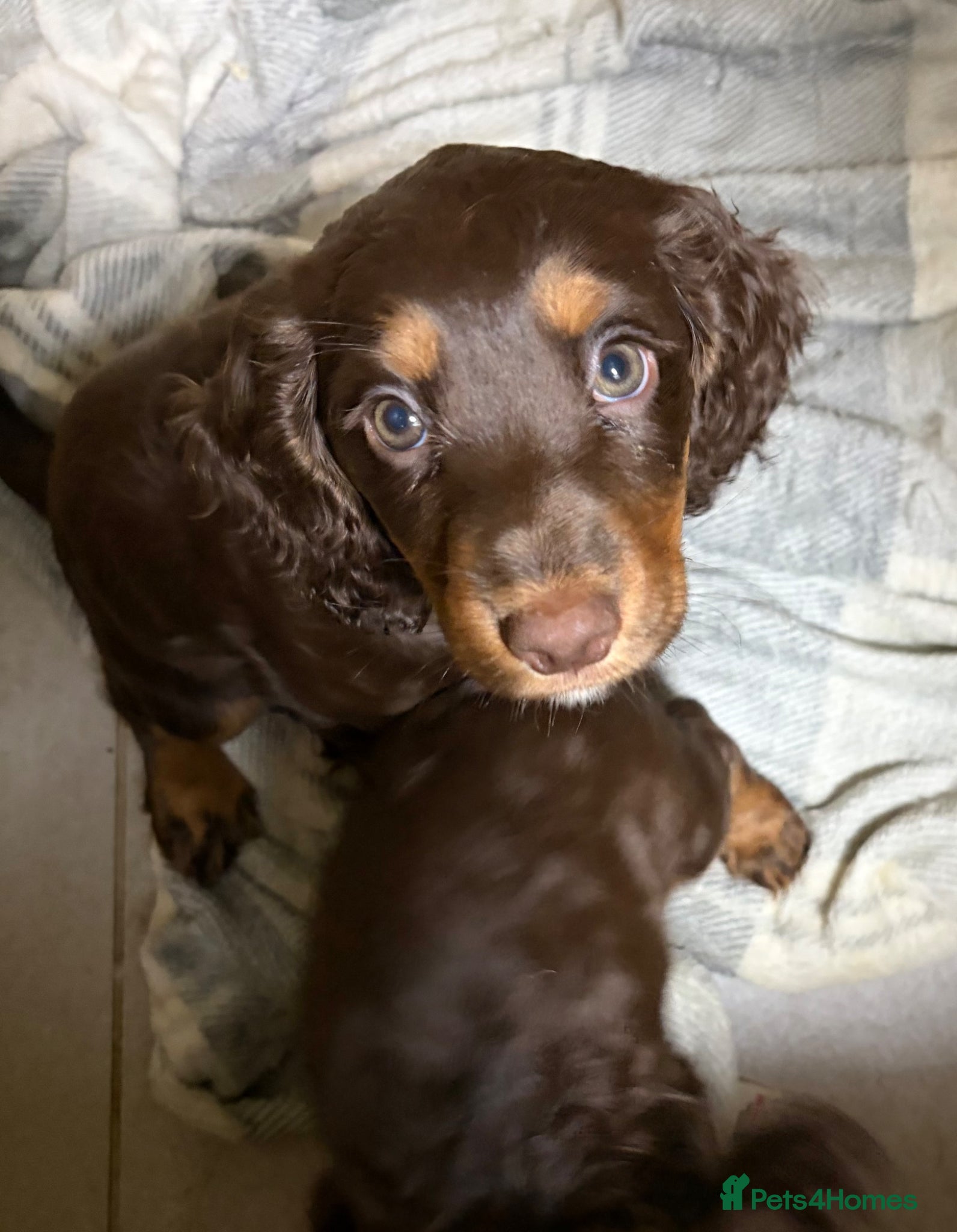 Cocker Spaniel dogs Beautiful working cocker spaniel pups  - Advert 1