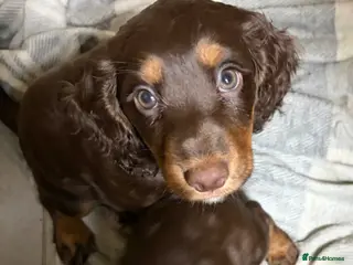 Cocker Spaniel dogs Beautiful working cocker spaniel pups - Advert 10
