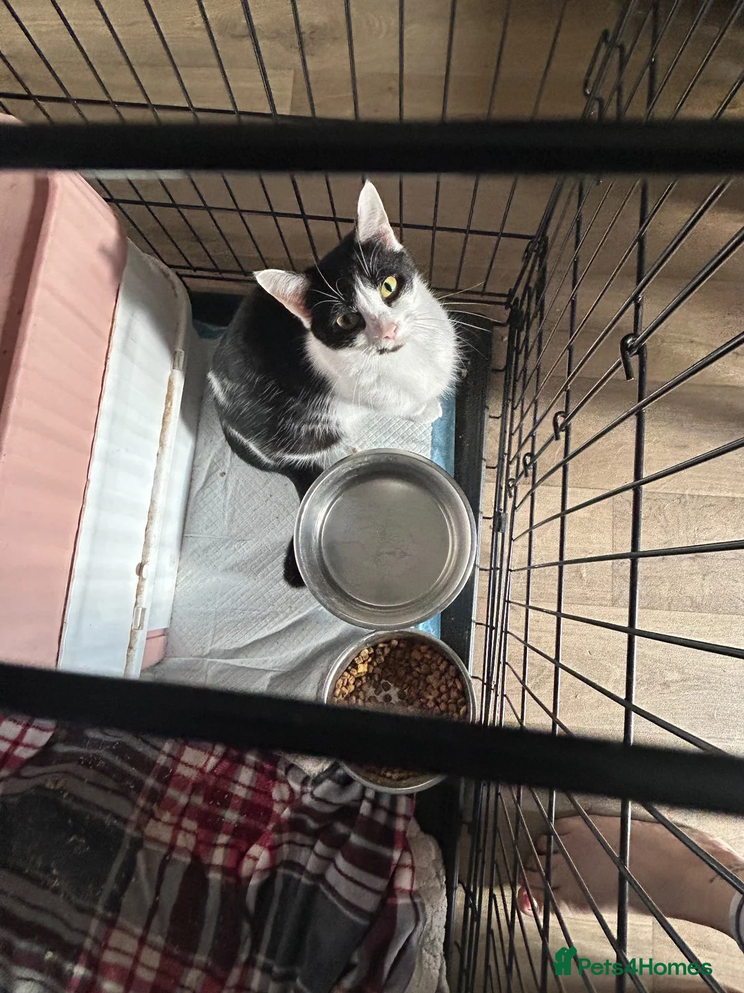 Mixed Breed cats for sale: Mum and kittens for sale  - Advert 7