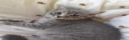 Scottish Fold cats for sale: Last Pedigree Scottish Straight Boy left  - Advert 7