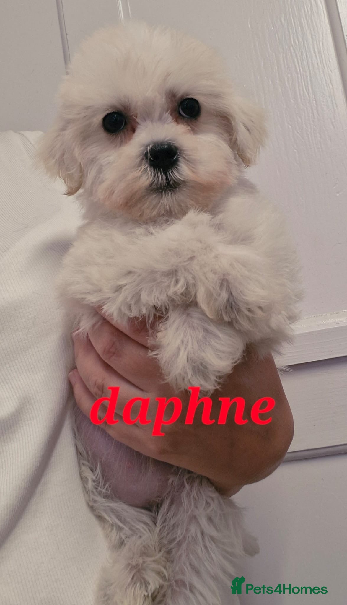 Mixed Breed dogs Beautiful mini schnauzer x malshi puppies(Mauzers) - Advert 1