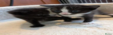 Tuxedo Kitten