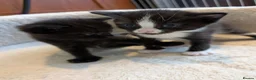 Mixed Breed cats for sale: Maine Coon x British Shorthair - Advert 9