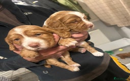 Cocker Spaniel dogs for sale: Top Quality Working Cocker Spaniels - Image 9