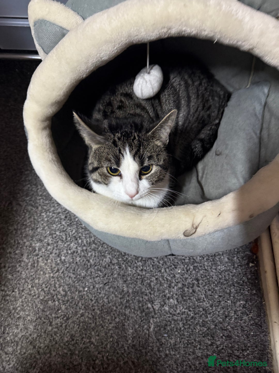 Bengal cats for sale: 9 month Male Bengal x  - Image 3