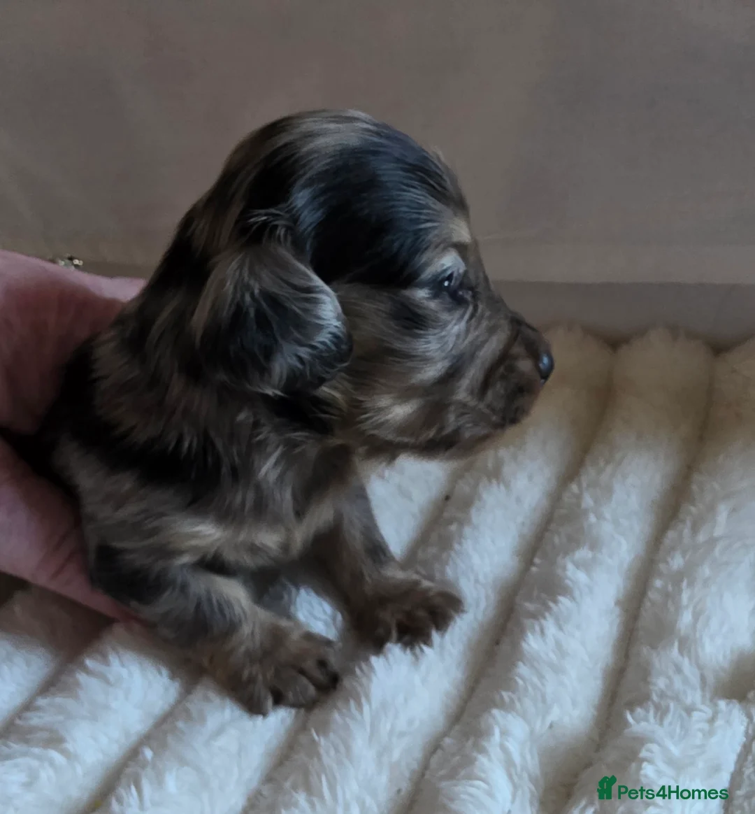 Miniature Dachshund dogs for sale: Miniature long hair dachshunds 2 boys left - Advert 1