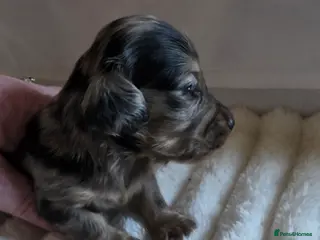 Miniature Dachshund dogs Miniature long hair dachshunds 2 boys left - Advert 13