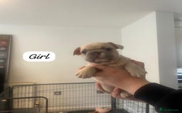 French Bulldog dogs for sale: Beautiful frenchies - Image 4
