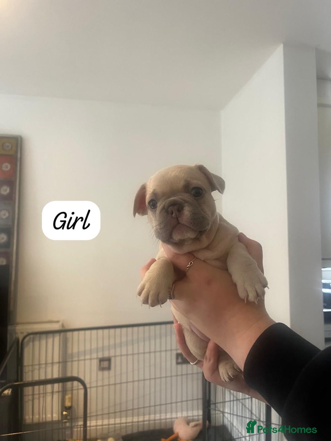 French Bulldog dogs for sale: Beautiful frenchies - Image 4