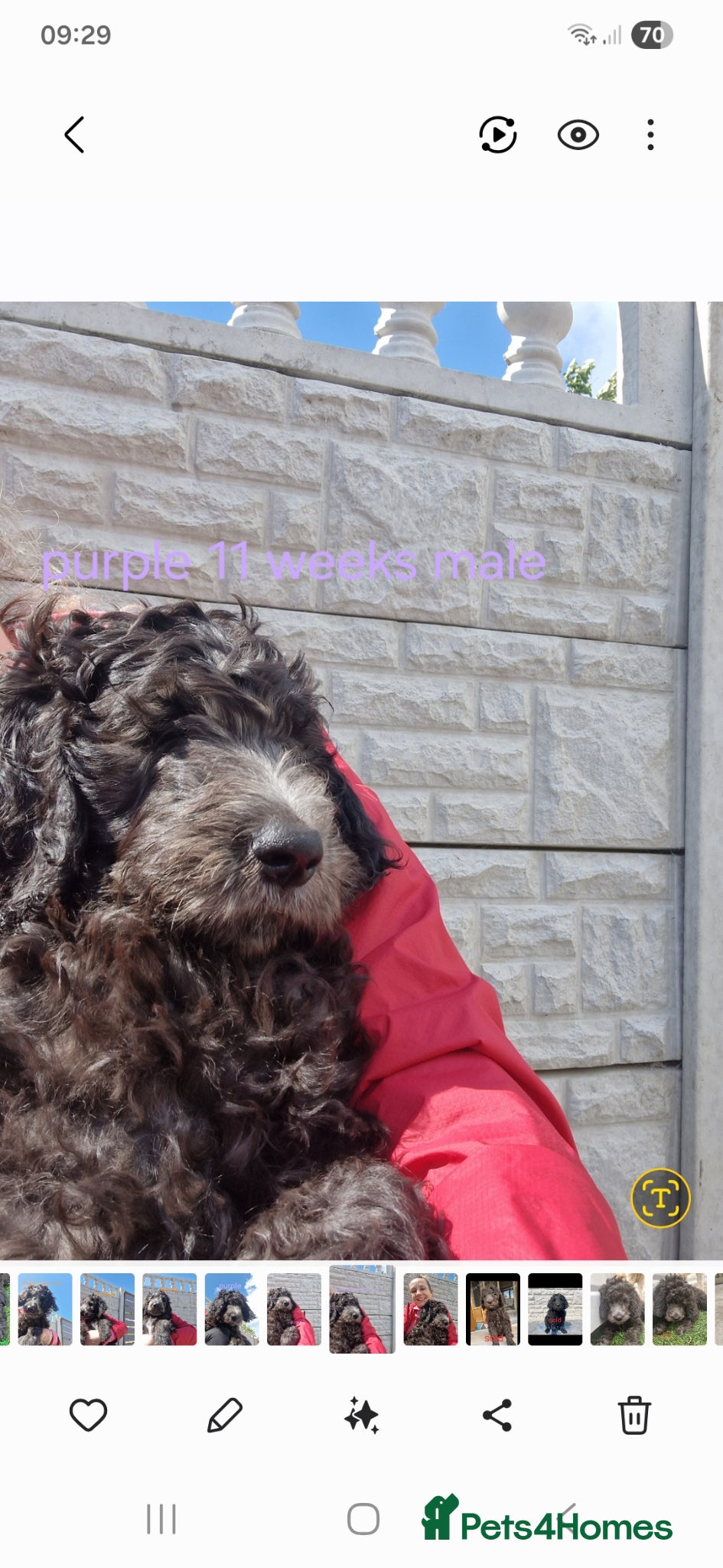Goldendoodle dogs F1B Rare black standard Goldendoodle North Wales  - Advert 2