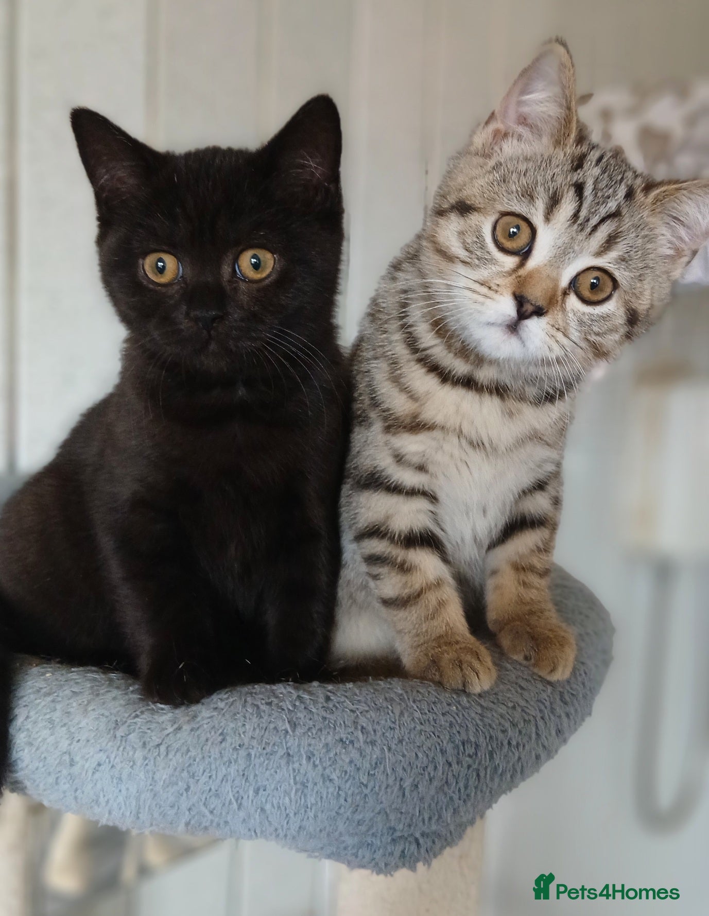 Mixed Breed cats British&Scottish kittens  - Advert 3